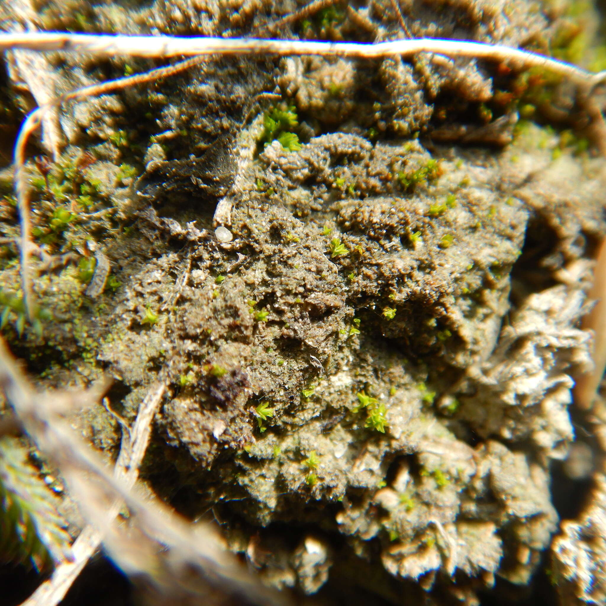 Image of rigid aloina moss