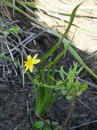 Image of Hypoxis longifolia Baker