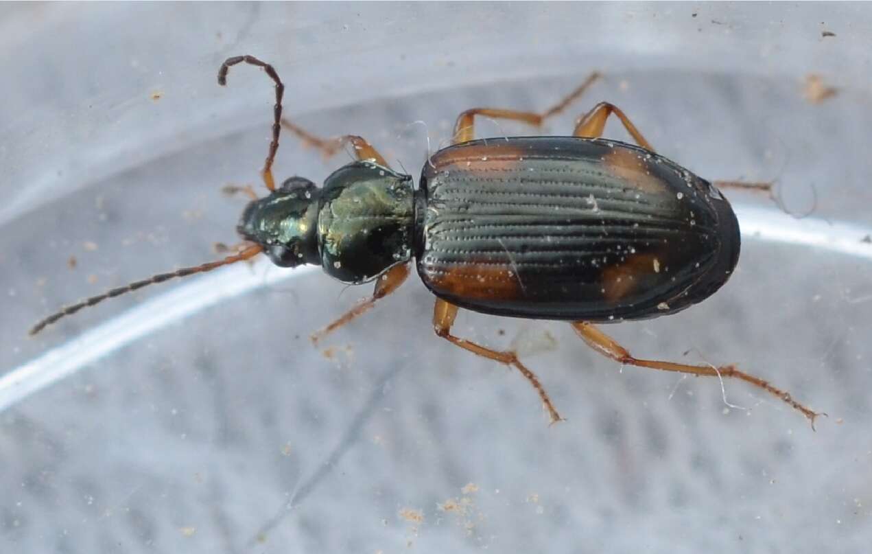 Image of Ground beetle