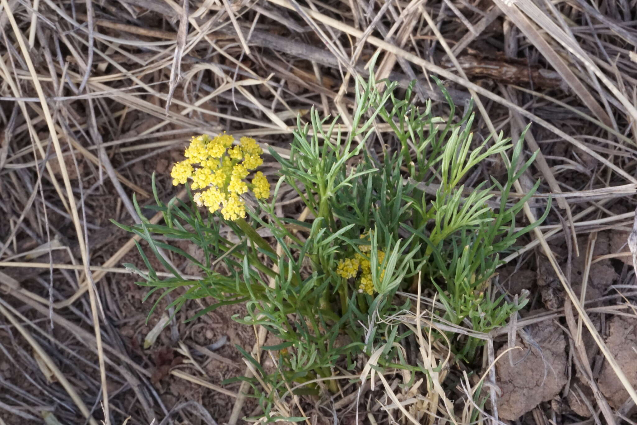 Image of Spellenberg's springparsley