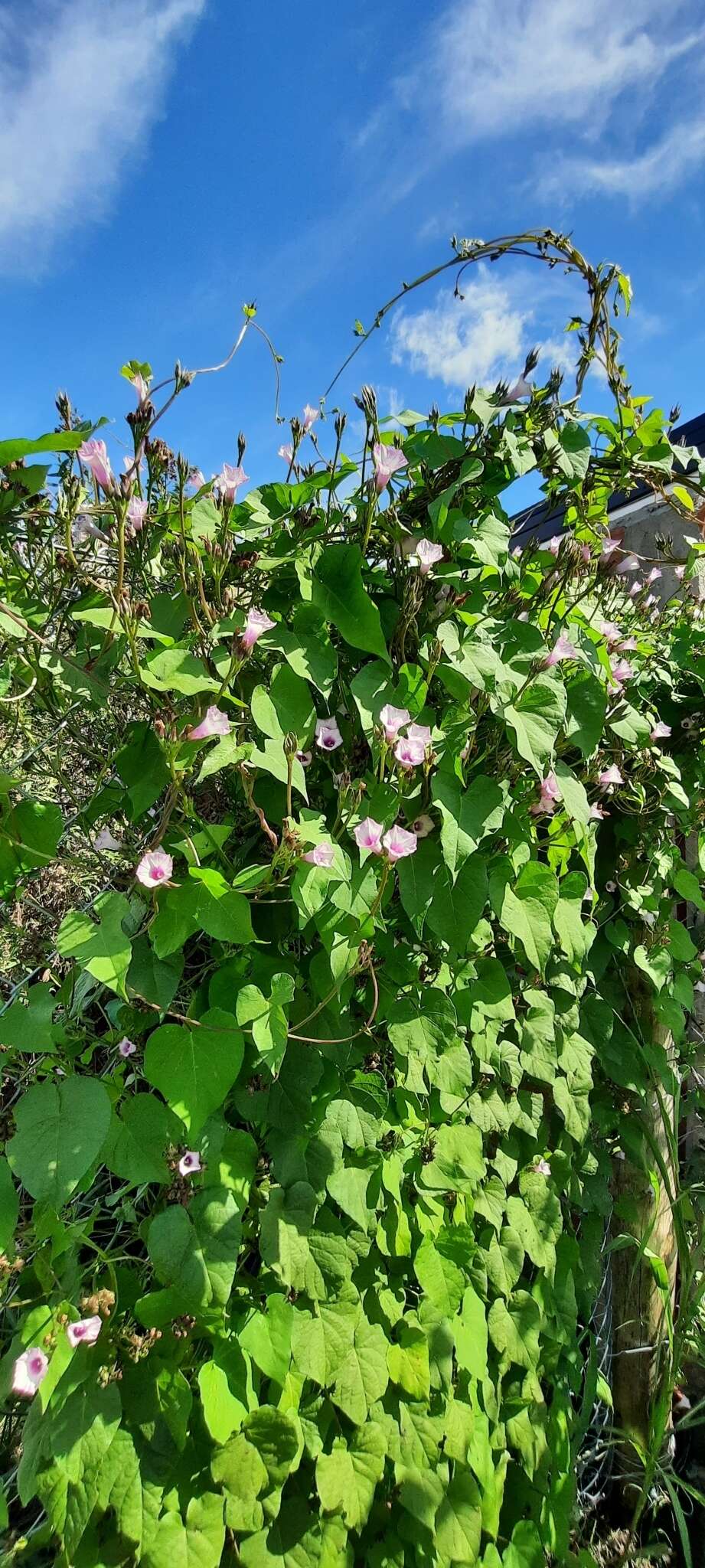 Image of Ipomoea grandifolia (Damm.) O'Donell