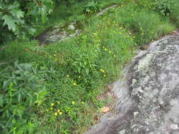 Image of mountain dwarfdandelion