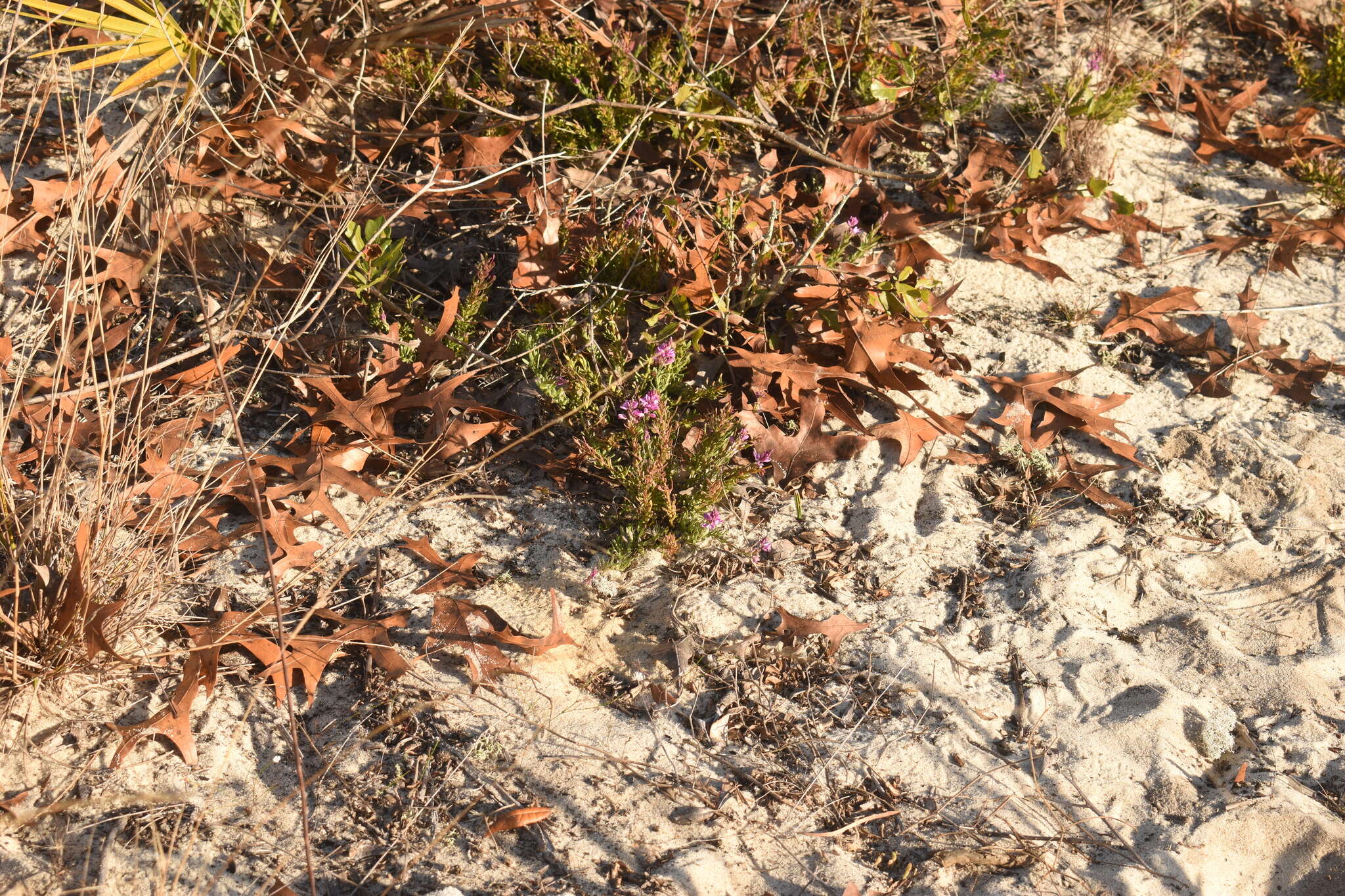 Image of Lewton's milkwort