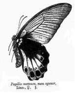 Sivun Papilio memnon Linnaeus 1758 kuva