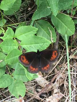 Image of Piedmont Ringlet