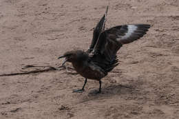 Stercorarius antarcticus lonnbergi (Mathews 1912) resmi