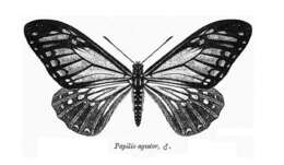 Sivun Papilio agestor kuva