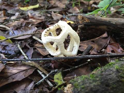 Image of Clathrus roseovolvatus Lécuru, Mornand, Fiard & Courtec. 2013