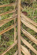 Image of Wettinia praemorsa (Willd.) Wess. Boer