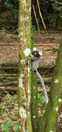 Image of Common Marmoset