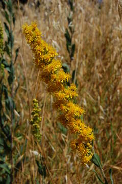 Plancia ëd Euthamia occidentalis Nutt.