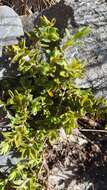 Image of Pimelea oreophila subsp. hetera C. J. Burrows