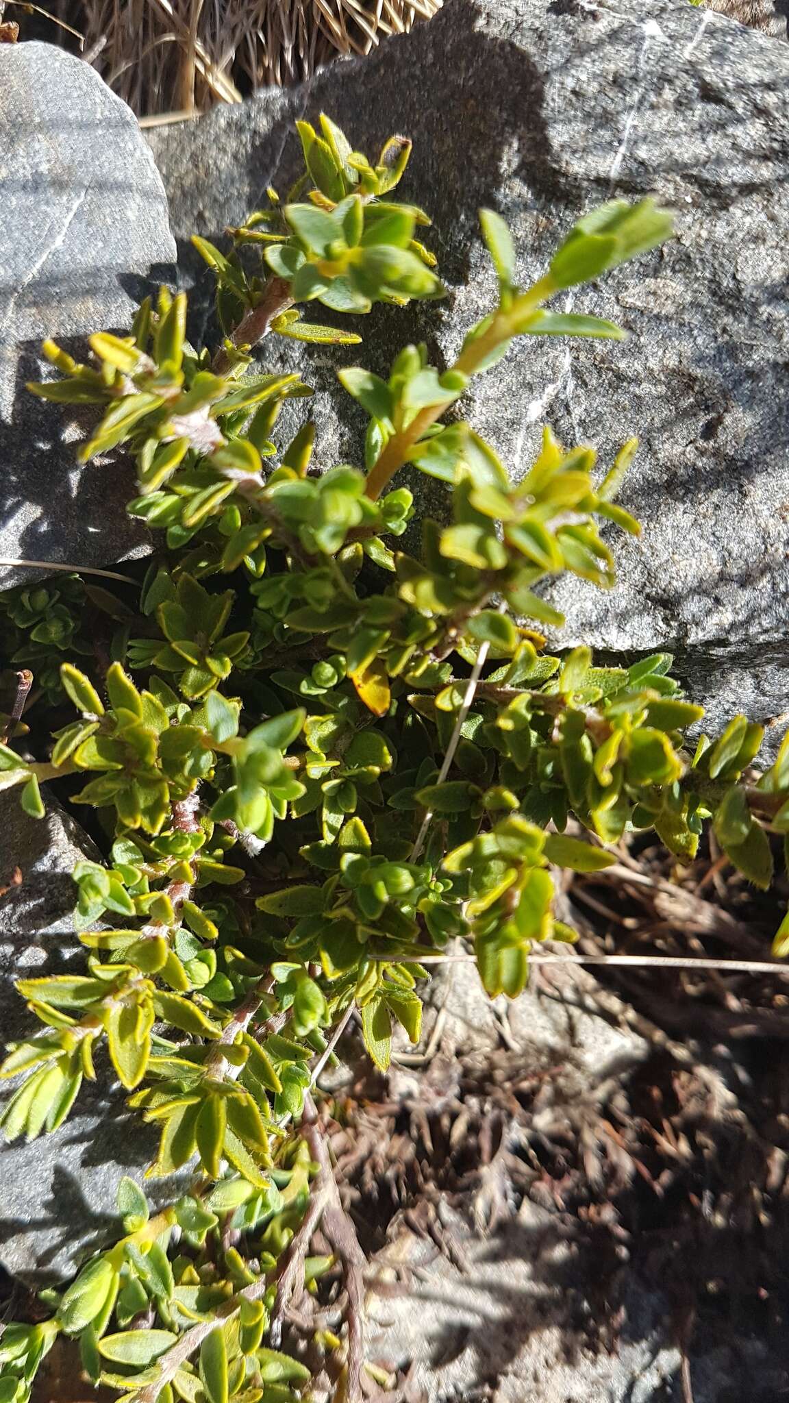 Image of Pimelea oreophila subsp. hetera C. J. Burrows