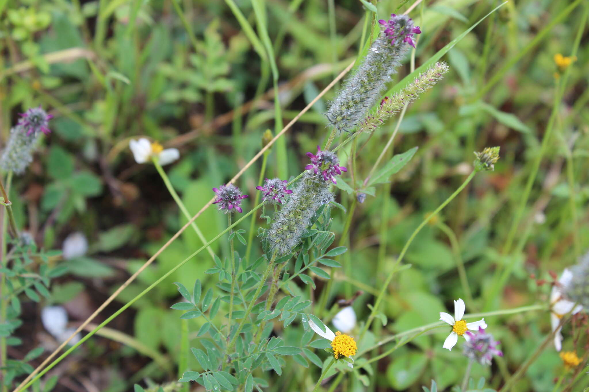 Image of Dalea reclinata (Cav.) Willd.