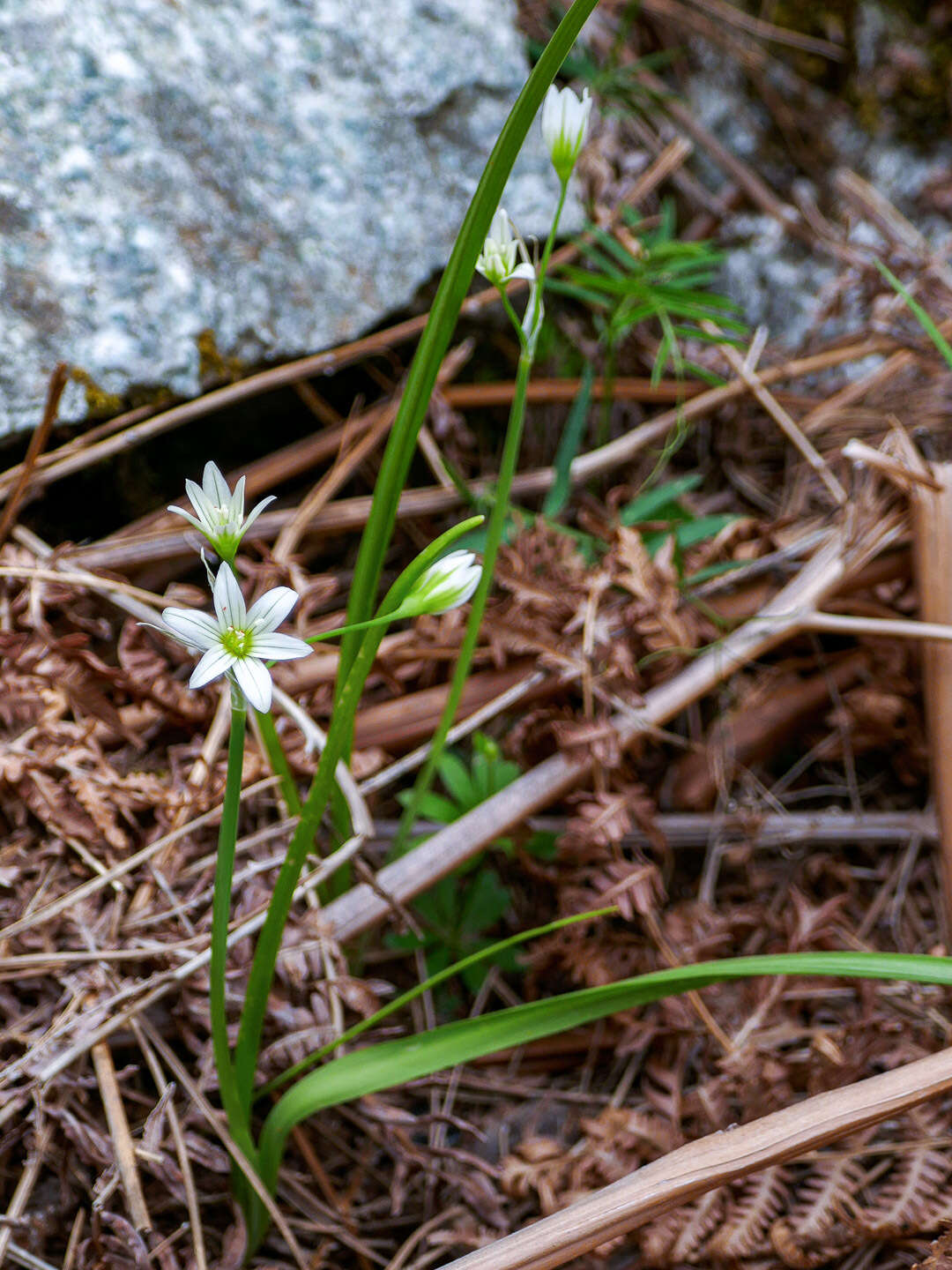 Image of Italian Garlic