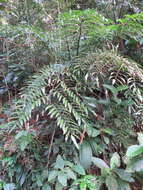 Image of Cyathea corcovadensis (Raddi) Domin