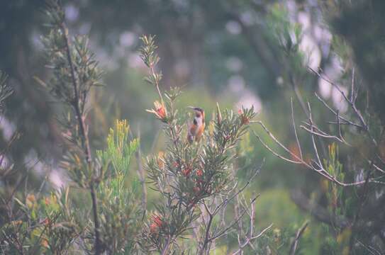 Image of Spinebill