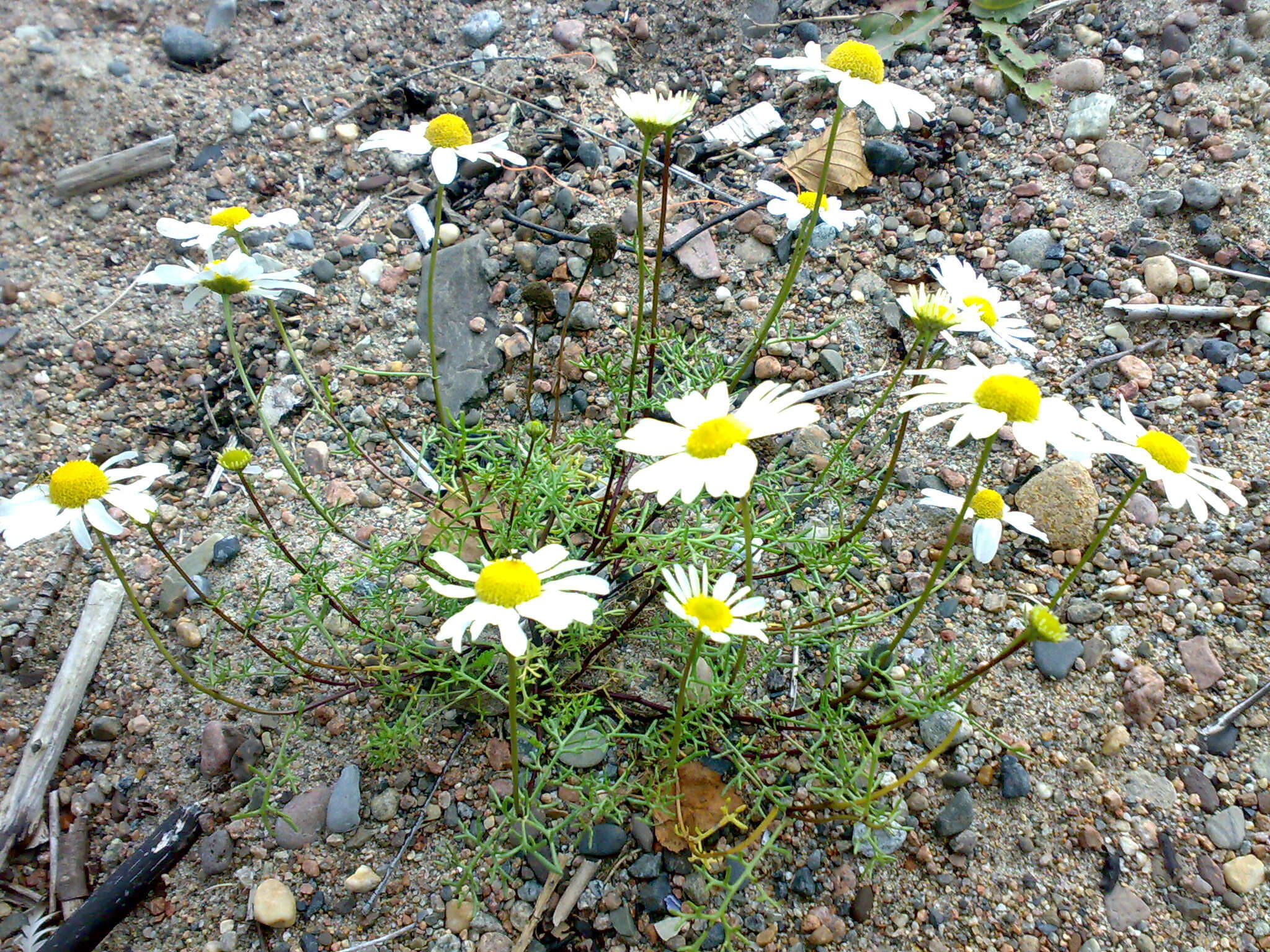 Image of false mayweed