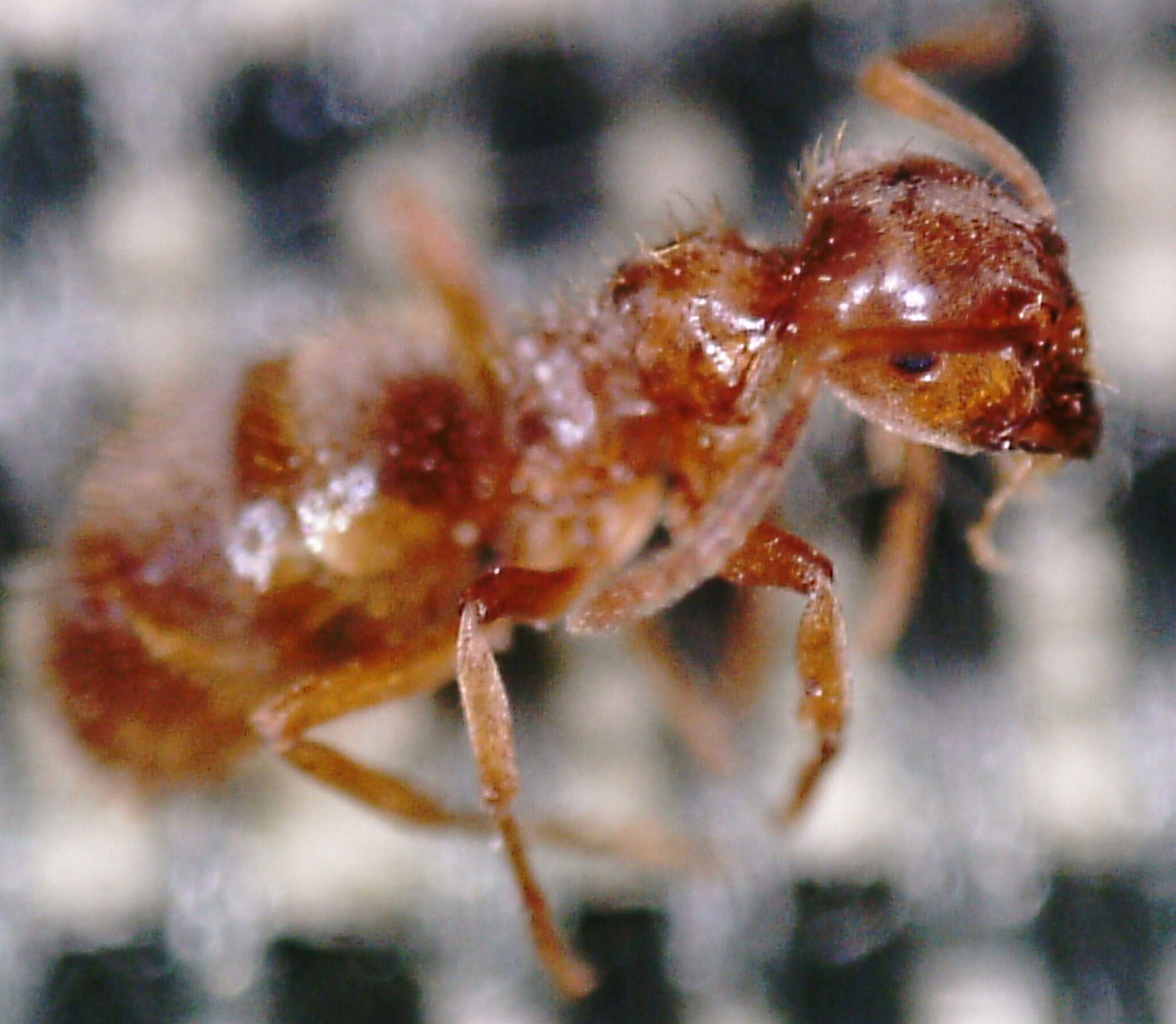 Image of Lasius minutus Emery 1893