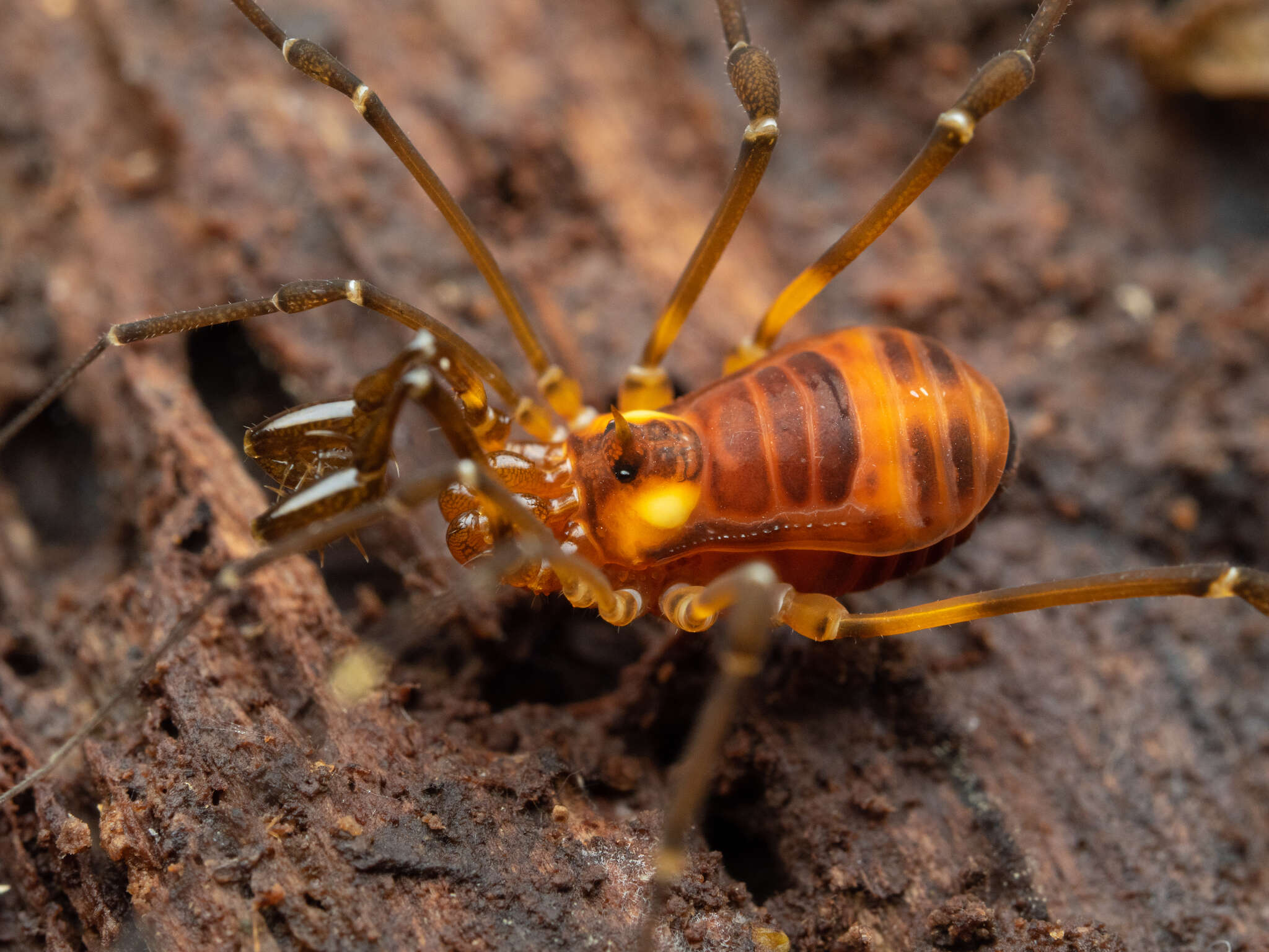 Epedanellus tuberculatus Roewer 1911 resmi