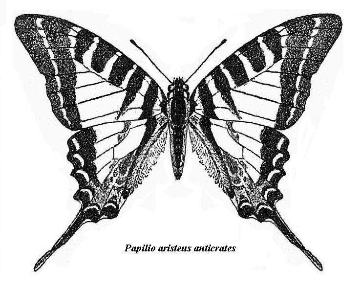 Sivun Graphium aristeus (Stoll 1780) kuva