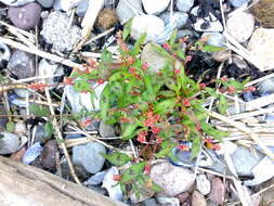 Image of Redshank