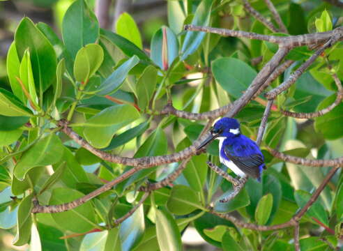 Image of Little Kingfisher