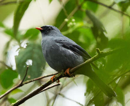 Image of Black-faced Solitaire