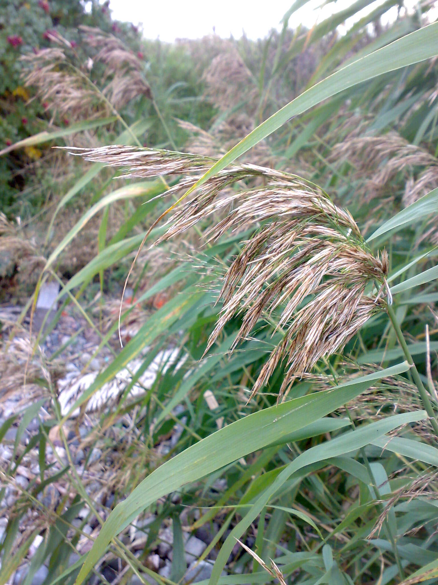 Image of common reed