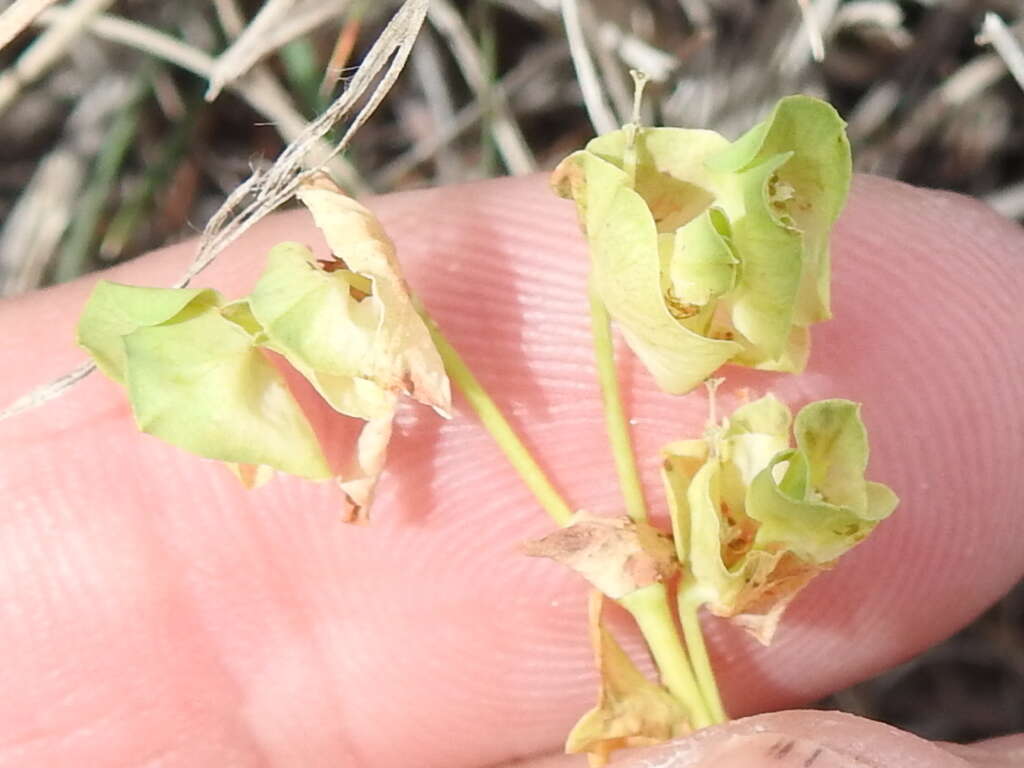 Euphorbia longicruris Scheele resmi