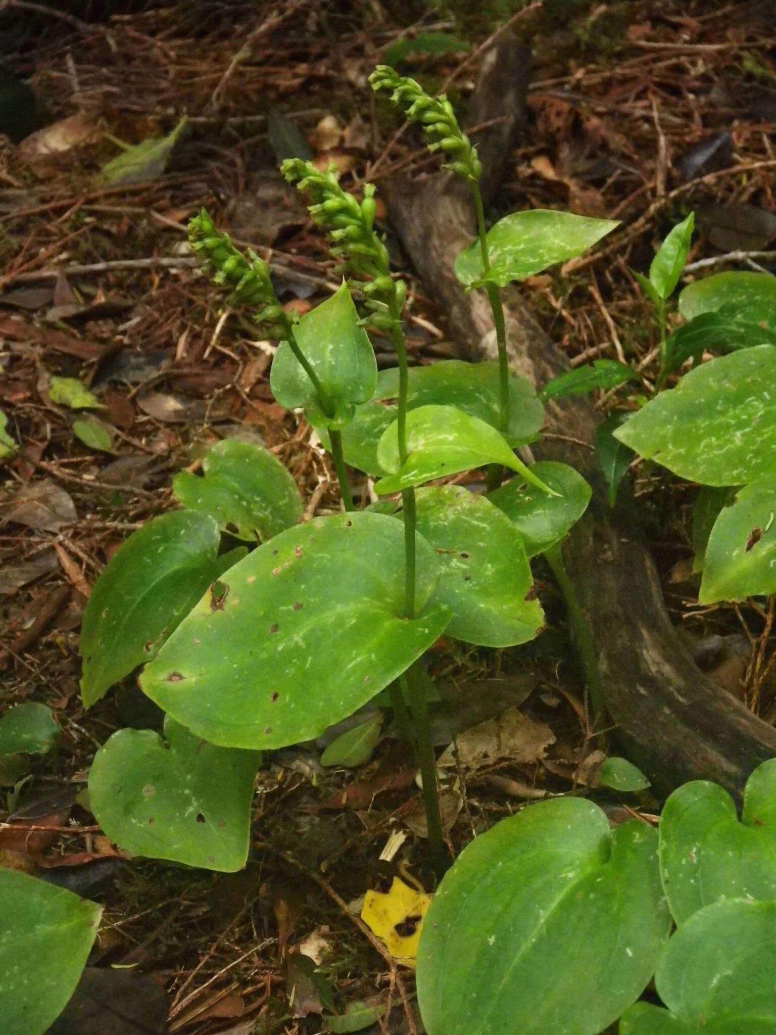 Image of Gennaria diphylla (Link) Parl.