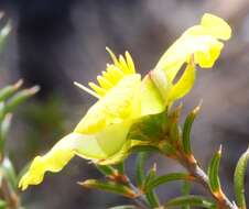 Image of Hibbertia arcuata J. R. Wheeler