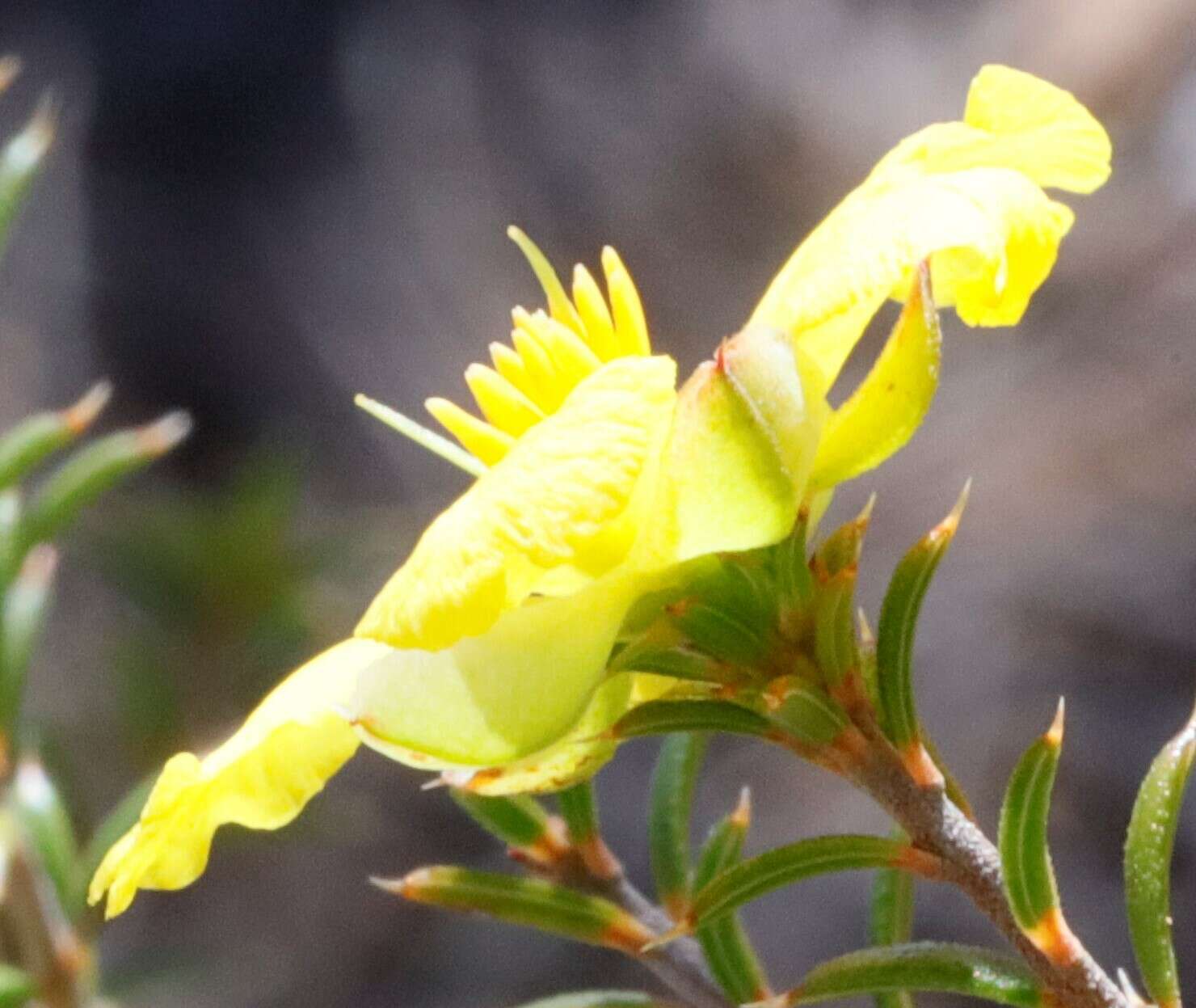 Image of Hibbertia arcuata J. R. Wheeler