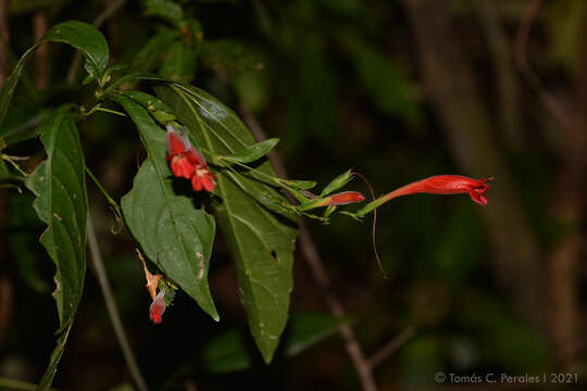 Image of Ruellia angustiflora (Nees) Lindau