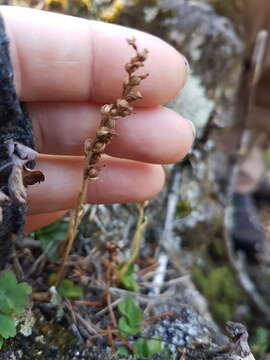 Image of Dwarf rattlesnake plantain (America)