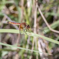 Слика од Erythrodiplax corallina (Brauer 1865)