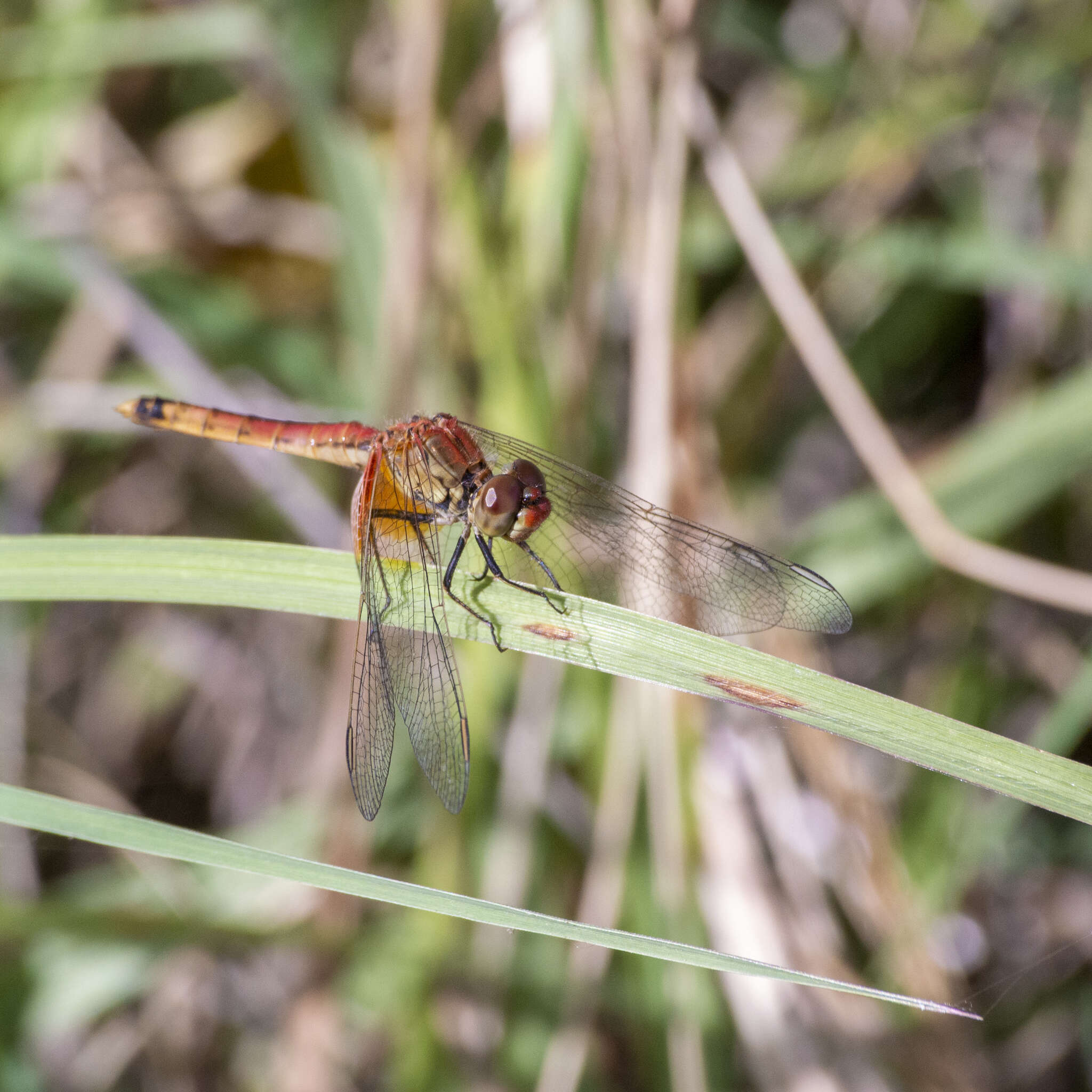 Слика од Erythrodiplax corallina (Brauer 1865)