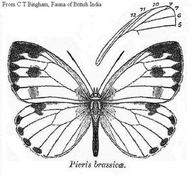 Image of cabbage butterfly