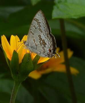 Image of Catopyrops florinda (Butler 1877)