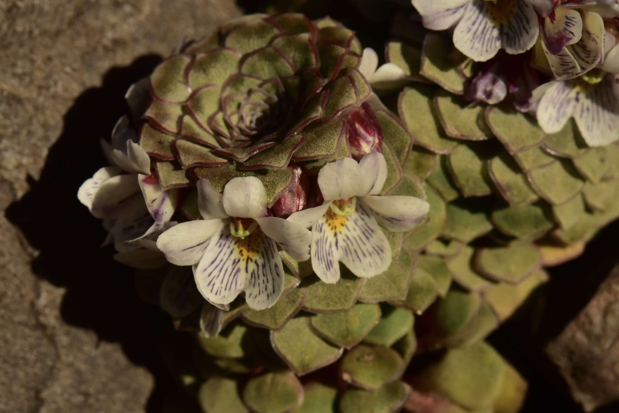Image of Viola × zwienenii