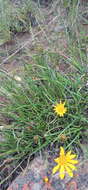 Image de <i>Gazania <i>linearis</i></i> subsp. linearis