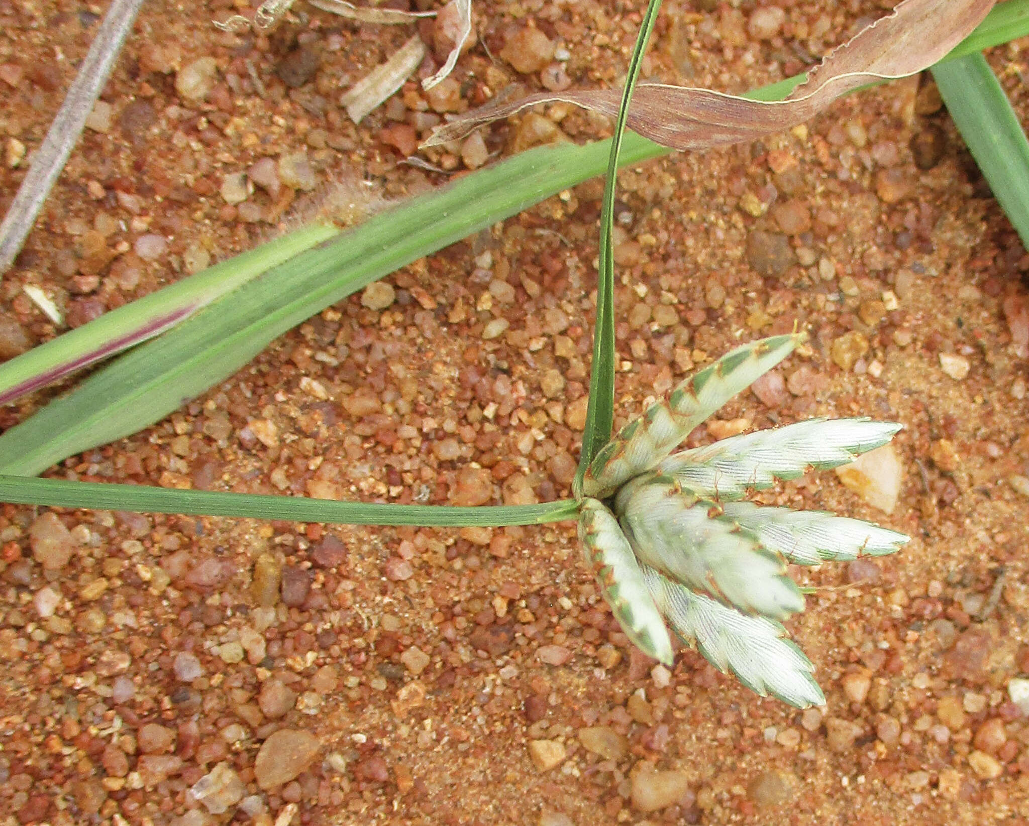 Image of Cyperus margaritaceus Vahl