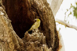 Image of White-plumed Honeyeater