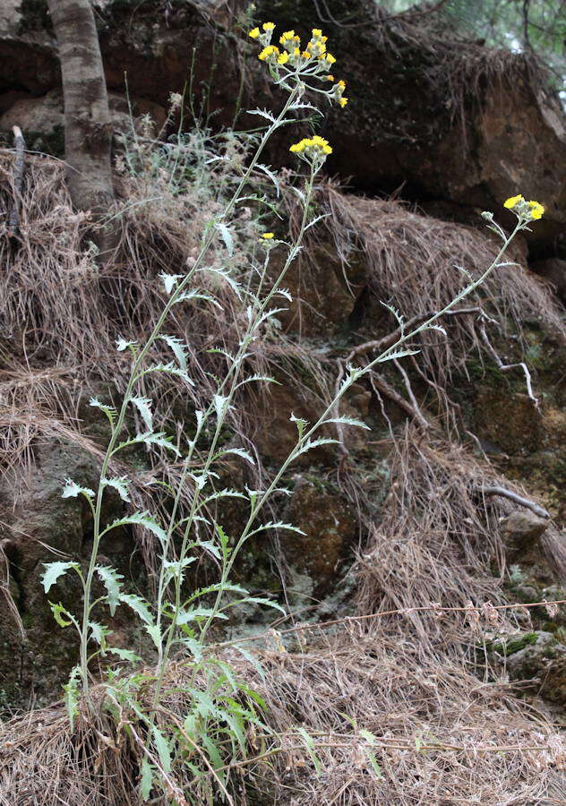 Image of Andryala pinnatifida subsp. teydensis (Sch. Bip.) S. Rivas-Martínez et al.