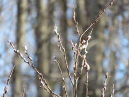 Plancia ëd Salix discolor Muhl.