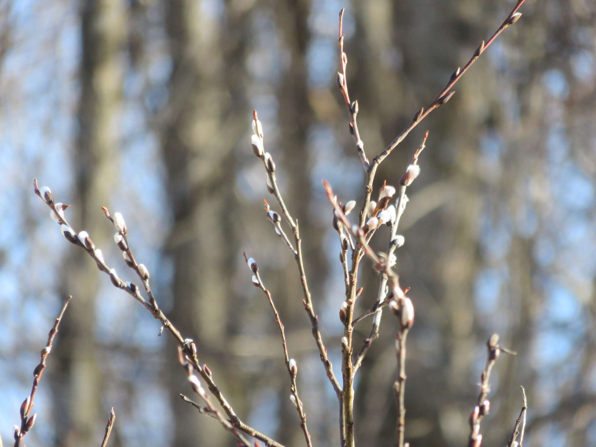 Plancia ëd Salix discolor Muhl.