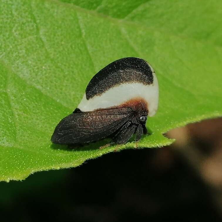 Image of Membracis tectigera Olivier