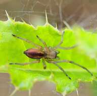 Слика од Cheiracanthium erraticum (Walckenaer 1802)