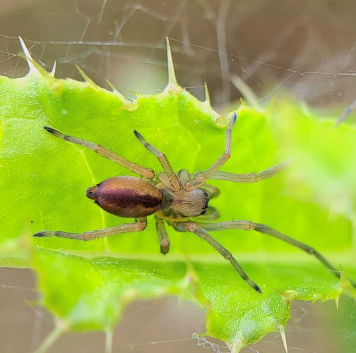 Слика од Cheiracanthium erraticum (Walckenaer 1802)