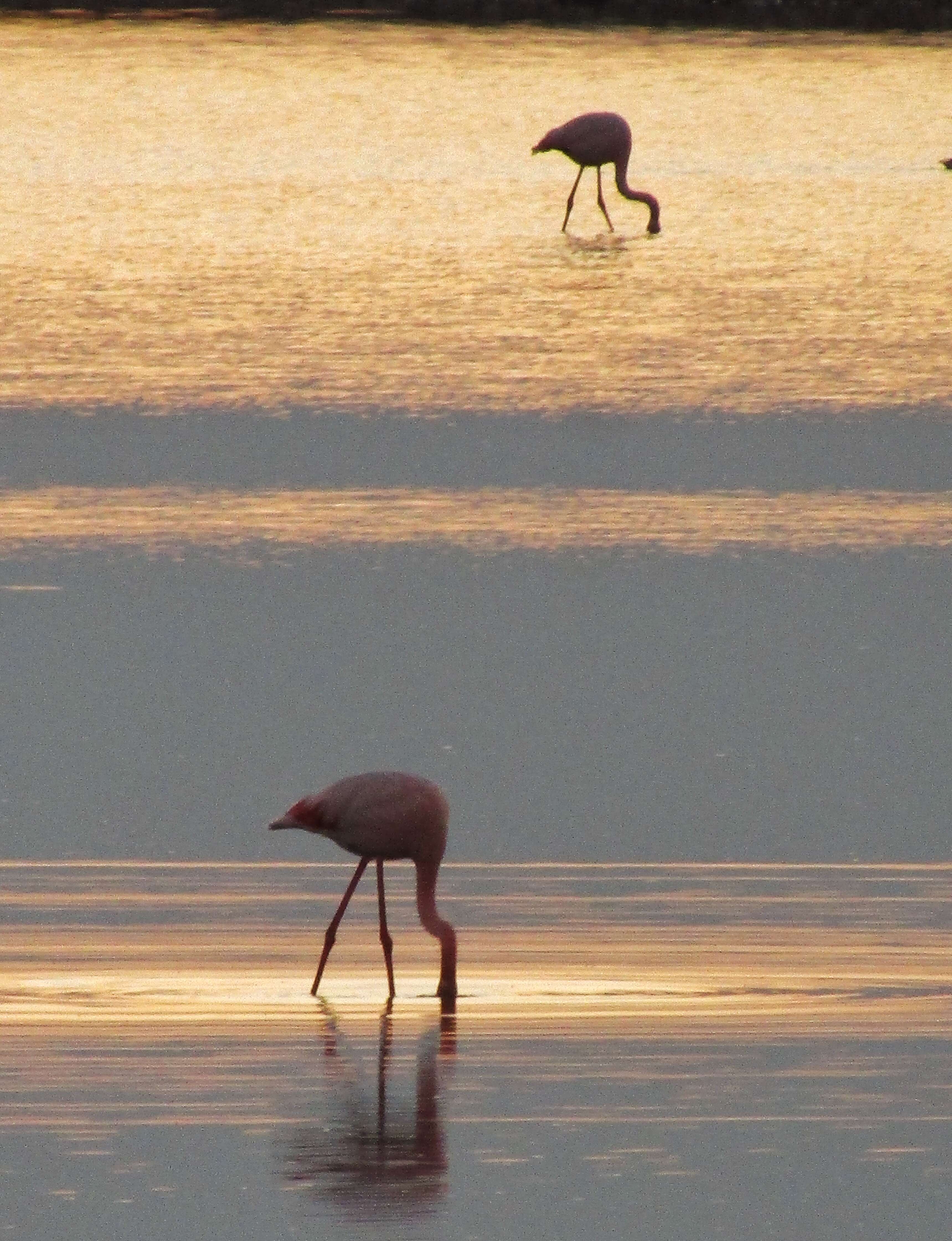 Imagem de Phoenicopterus roseus Pallas 1811